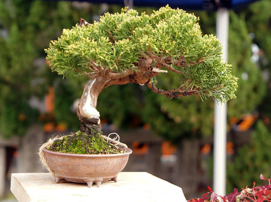 The bonsai potter, Gassan of Kyoto Part 2