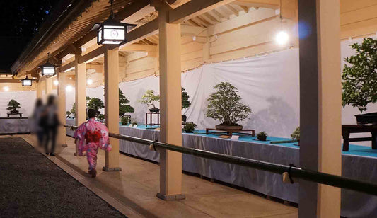 The Bonsai Show at a Japanese Shrine