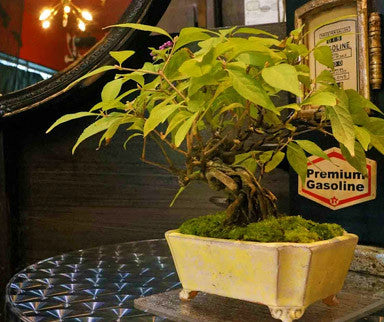 Bonsai Exhibition October 2016 at Asagaya 3349