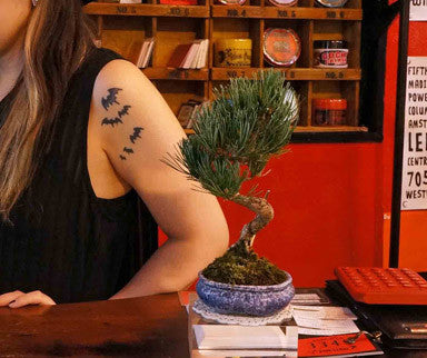The First Bonsai Exhibition at Asagya 3349