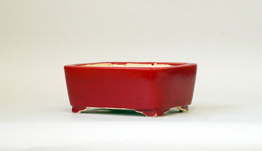Eimei Rectangle Bonsai Pot in Red 鶏血釉 6.1"(15.5cm) +++ Shipping Free