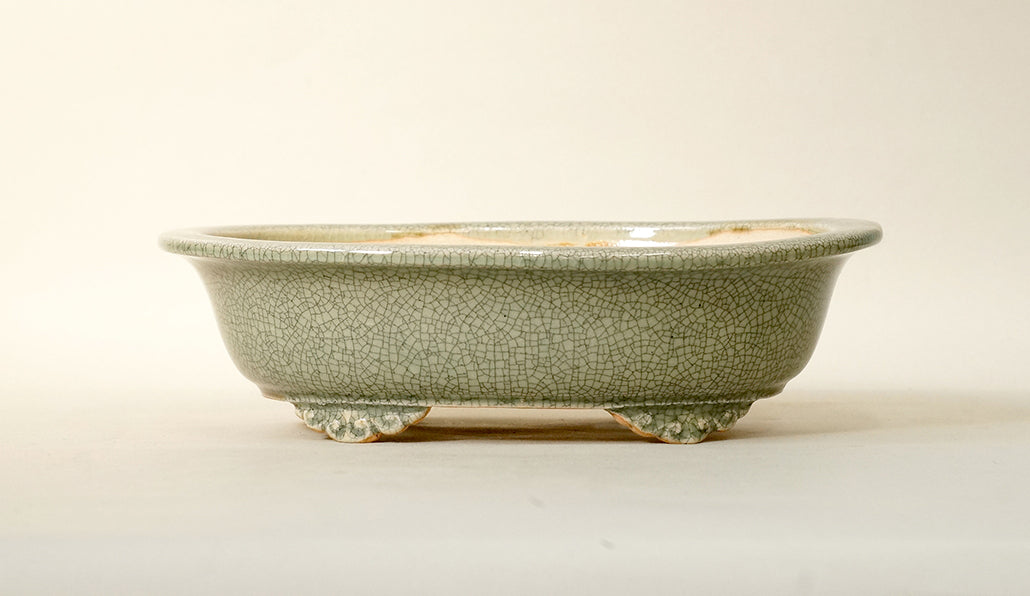 Eimei Celadon Oval Bonsai Pot with Rim, 7.5"(18.8cm) E413 +++Shipping Free