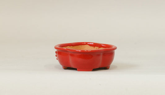 Kei Mokko Shaped Mini Bonsai Pot in vermilion 83.3"(.5cm) K018 +++ Shipping Free