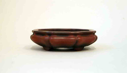 Flower Shaped Bonsai Pot by Bigei +++ Shipping Free