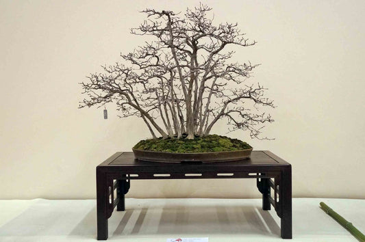 The bonsai of the exhibition Lumire d'Automne 2015 in Albi, France (21-22,Nov.)