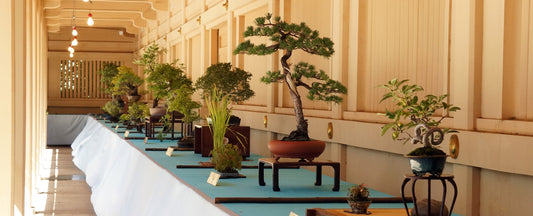 The bonsai exhibition season has arrived!