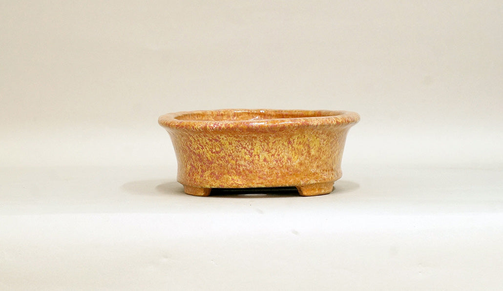 Shuuhou Oval Bonsai Pot in Orange Glaze 7.4"(19cm) +++ Shipping Free