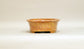 Shuuhou Oval Bonsai Pot in Orange Glaze 7.4"(19cm) +++ Shipping Free