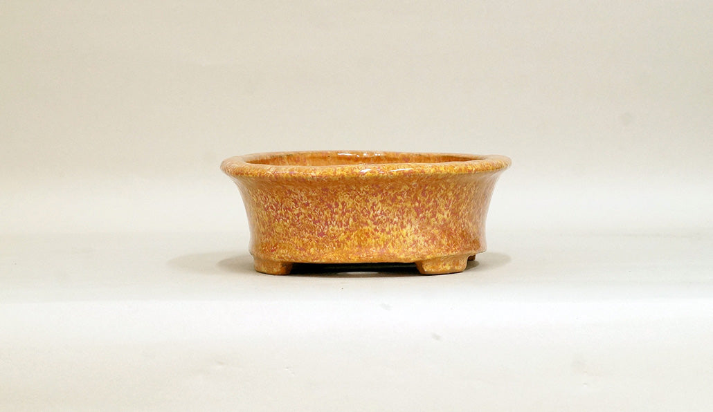 Shuuhou Oval Bonsai Pot in Orange Glaze 7.4"(19cm) +++ Shipping Free