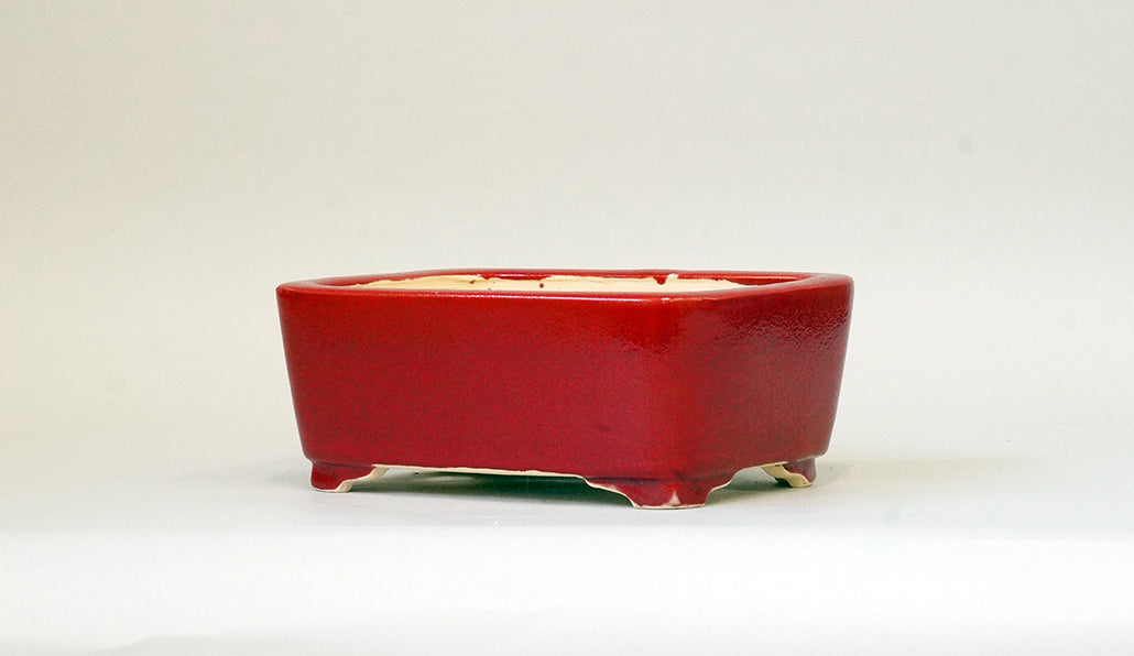 Eimei Rectangle Bonsai Pot in Red 鶏血釉 6.1"(15.5cm) +++ Shipping Free　