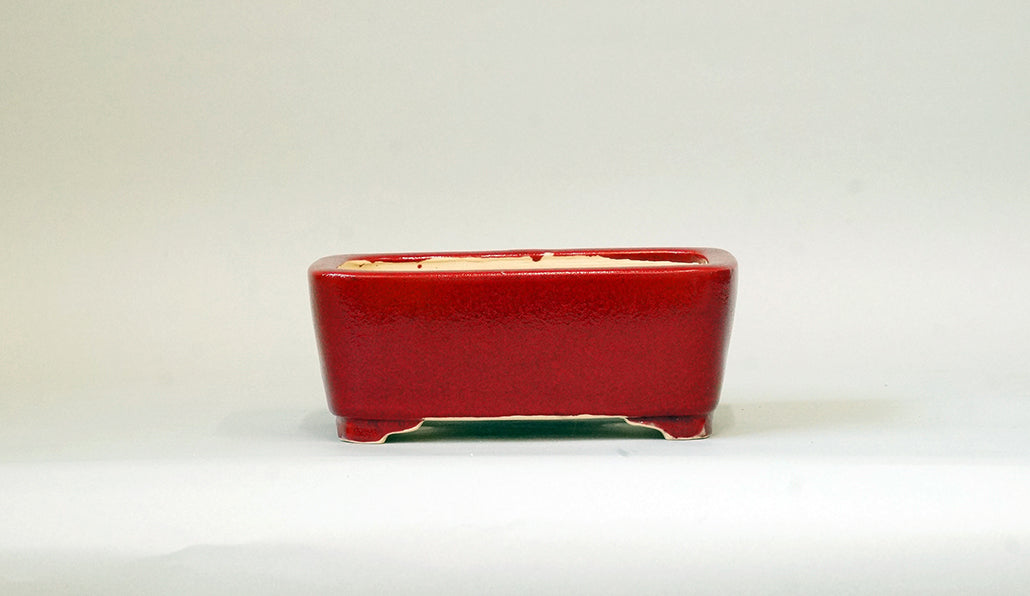 Eimei Rectangle Bonsai Pot in Red 鶏血釉 6.1"(15.5cm) +++ Shipping Free　