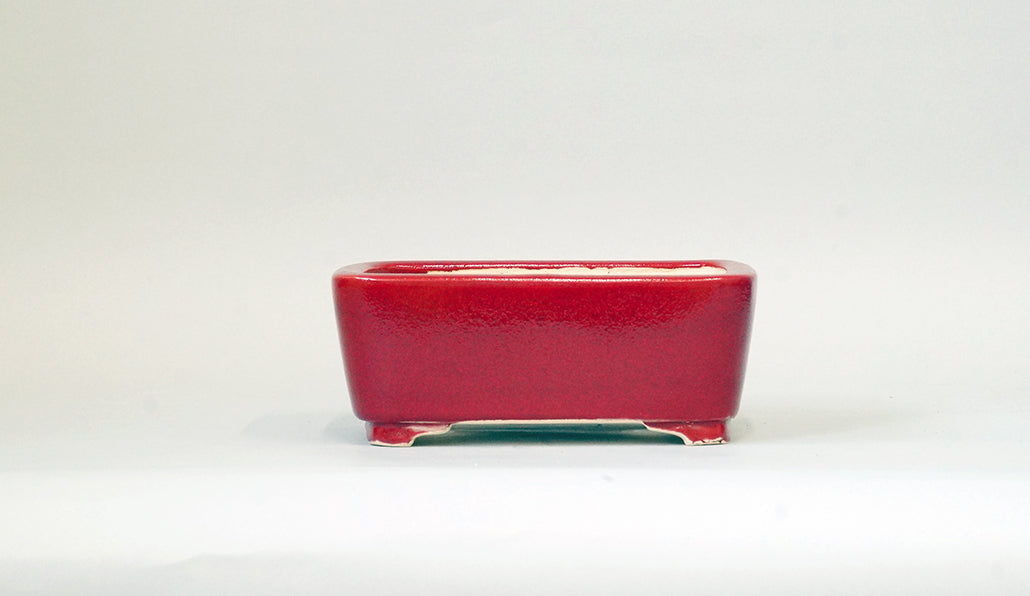 Eimei Rectangle Bonsai Pot in Red 鶏血釉 6.1"(15.5cm) +++ Shipping Free　