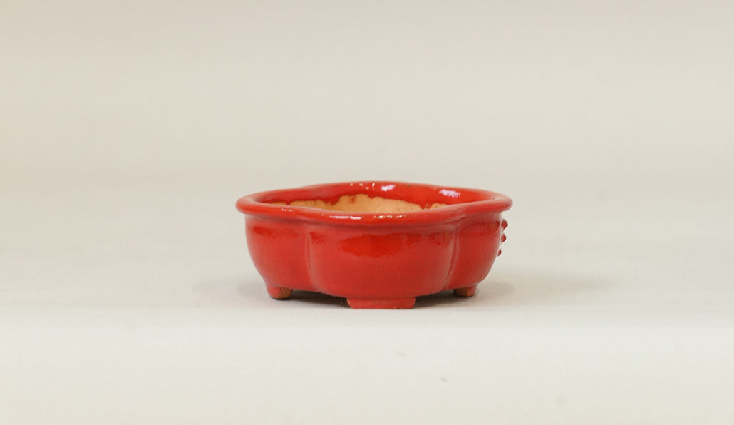 Kei Mokko Shaped Mini Bonsai Pot in vermilion 83.3"(.5cm) K018 +++ Shipping Free　　